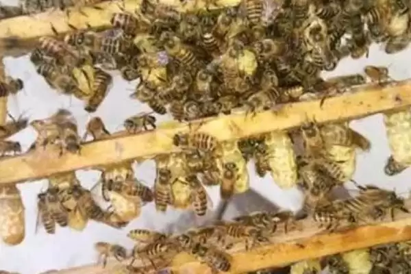 人工育王挑虫的技巧，选2日龄内工蜂小幼虫插图2