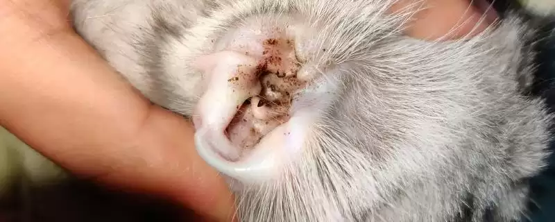 猫咪长耳螨会有哪些症状表现 ,猫咪长耳螨会出现频繁甩头现象-会东网