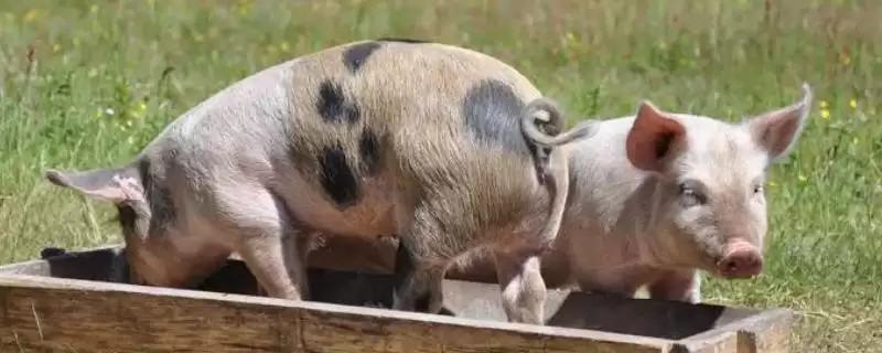 肉用型家畜的特点，生长速度快且单位体重产品率高-会东网