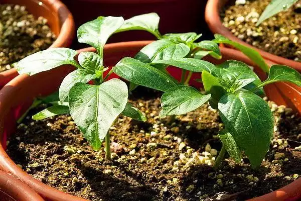 辣椒籽的直接种植问题 ,辣椒籽直接种植后如何保持湿度？插图5