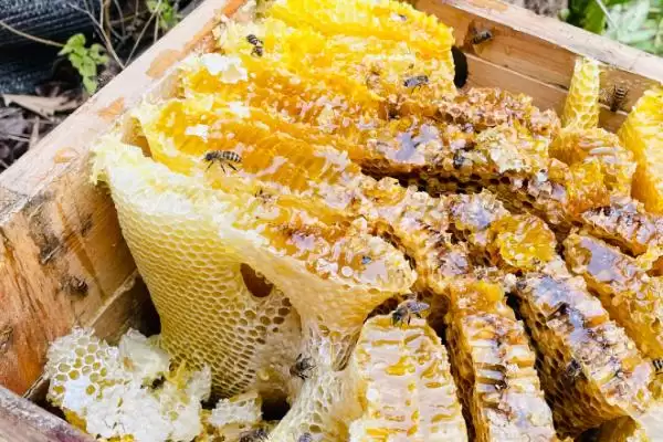 野桂花蜜为什么那么贵，蜜源稀少且品质优良插图1