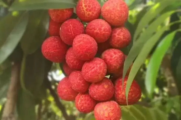 御金球荔枝品种的特性，生长势较强且裂果率低插图2