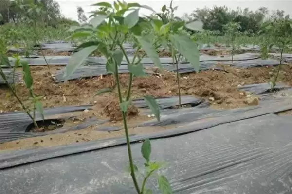 辣椒适龄壮苗的生育期 ,辣椒春季育苗为何需 70-100 天？插图9
