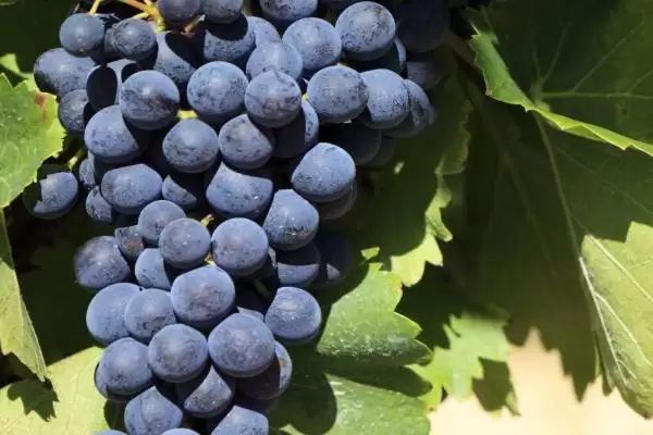 葡萄成熟季节揭秘:南方6-7月份的丰收时刻插图1 葡萄成熟季节揭秘:南方6-7月份的丰收时刻插图1