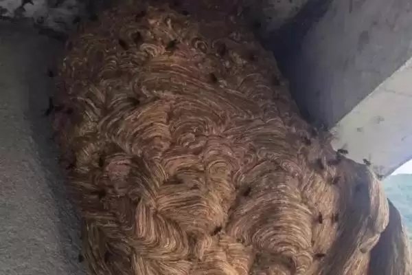 马蜂窝怎么安全处理，试试这4种方法插图2