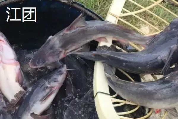 清江鱼种类全解：并不特指某一种鱼的丰富品类插图4