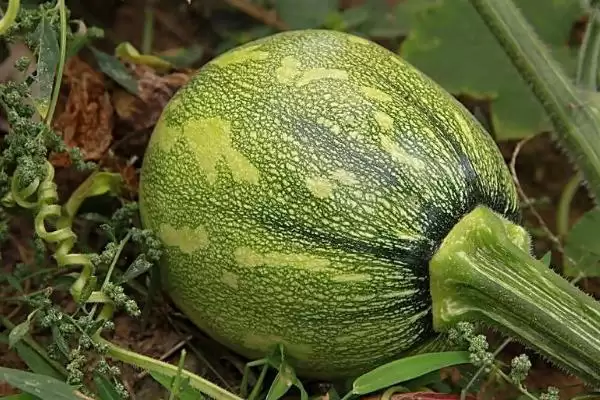 窝瓜冬天保存的方法和重点？保存窝瓜要做好哪些细节？插图2