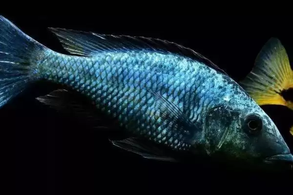 马拉湖慈鲷好不好养 ,掌握习性后马拉湖慈鲷好养吗插图2