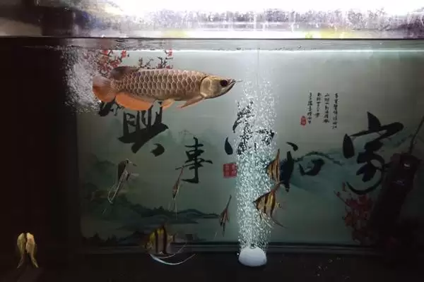 蓝底金龙鱼的灯光选择 ,蓝底金龙鱼为何可选超光灯等？插图7