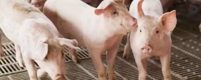 防治猪高热病的方法和重点？养猪要做好哪些疫病防控关键细节？-会东网