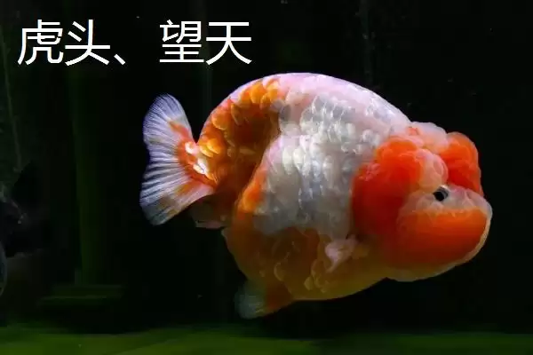 买金鱼去哪里买比较好 ,买金鱼选择什么市场合适插图5