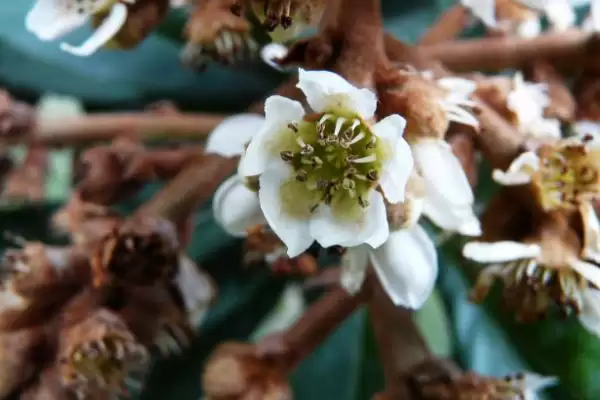 枇杷什么时候开花，盛花期在11-12月插图1