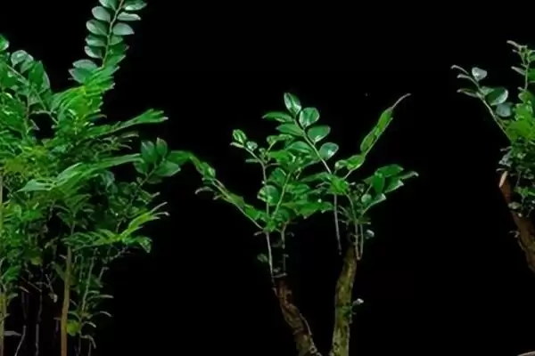 养小叶紫檀的方法和重点？养小叶紫檀要做好哪些细节？插图2
