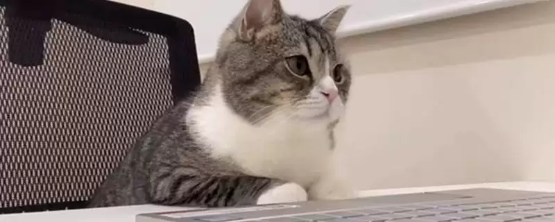 猫咪发腮好还是不好 ,猫咪发腮仅影响体型和外表插图 猫咪发腮好还是不好 ,猫咪发腮仅影响体型和外表插图