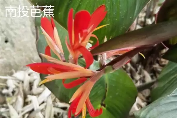 台湾香蕉的主要栽培品种，常见的有李林蕉、玫瑰蕉、旦蕉等插图15