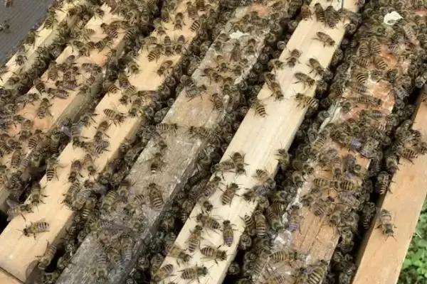 中蜂秋繁何时加脾，群势较强时可直接整张加脾插图2