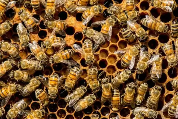 蜜蜂白垩病的防治方法，可换箱换脾或使用药物防治插图3