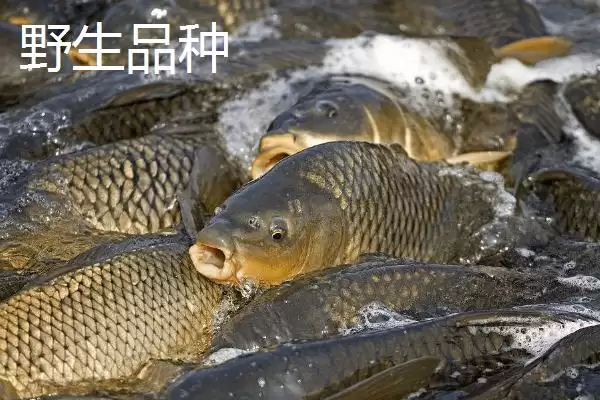 鲤鱼的适宜垂钓时间 ,鲤鱼在不同季节何时好钓？插图3