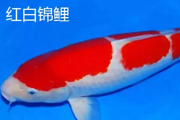 锦鲤的常见品种 ,锦鲤有哪些常见的品种类型呢插图1