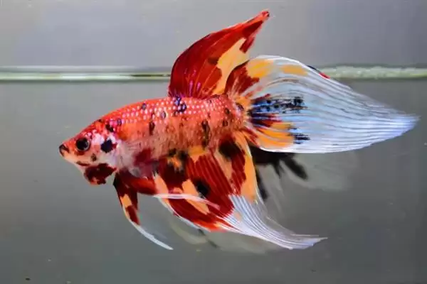 马尾斗鱼的寿命有多长 ,马尾斗鱼正常寿命是多久插图1