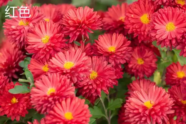 菊花的颜色种类 ,菊花常见的颜色有哪些呢？插图4