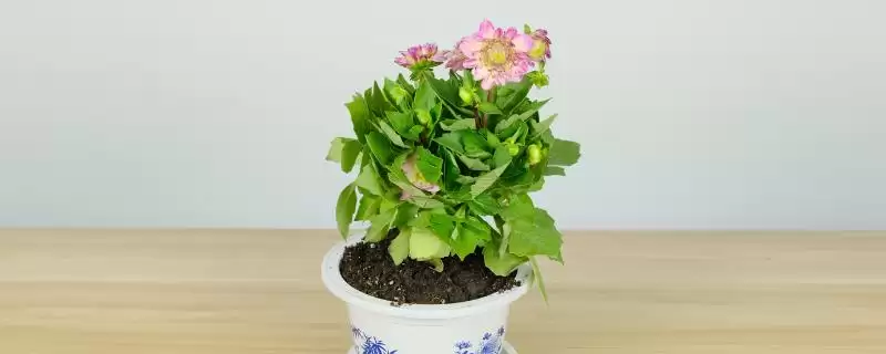 小丽花开花时间的要点和判断？判断小丽花开花时间需注意什么？-会东网