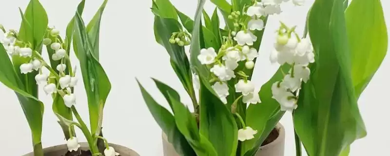 铃兰的植物简介 ,铃兰为什么是我国传统中药材？-会东网