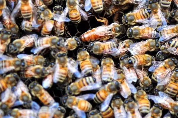 意蜂怎样组织双王群，先混淆两群蜂的群味后再组成双王群插图1