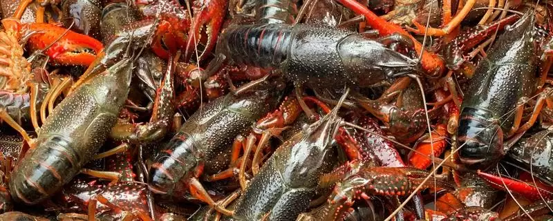 计算养殖龙虾成本的方法和重点？计算养殖龙虾成本要做好哪些细节？-会东网