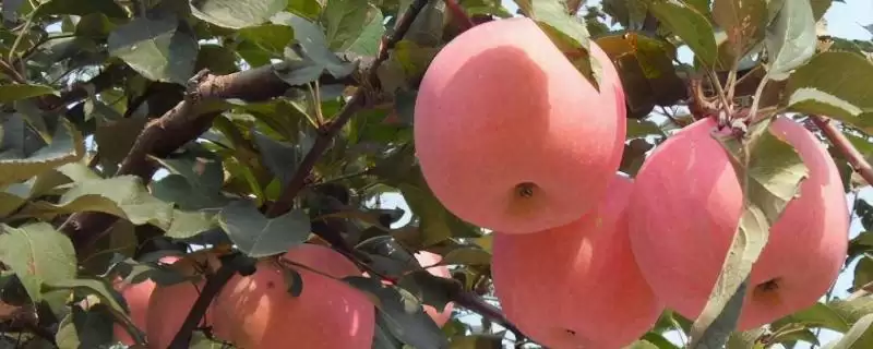 苹果树光长条不开花怎么解决，需要将生长过长的枝条进行短截处理-会东网