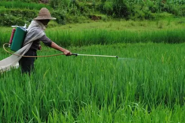 夏秋季避免烟粉虱蔓延的方法和要点？防治烟粉虱蔓延需注意什么？插图2