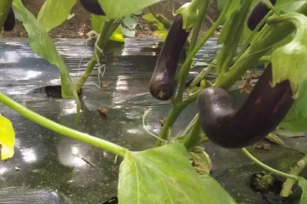 茄子长弯原因剖析:点花或温度问题等的影响插图1 茄子长弯原因剖析:点花或温度问题等的影响插图1