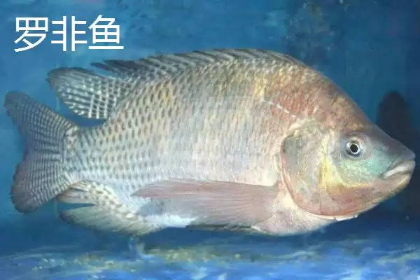 蚯蚓钓鱼技巧全解：为何是“万能饵料”的优势分析插图7