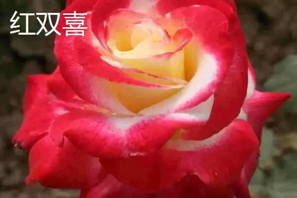 认识月季品种的方法和重点？认识月季品种要做好哪些细节？插图6