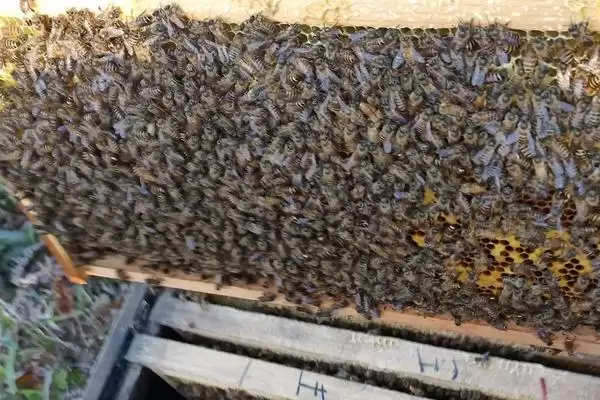 夏季快速繁中蜂的方法，要做好防暑降温工作插图2