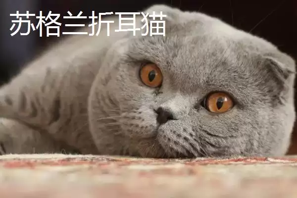 猫有哪些常见的品种 ,猫的哪些品种有优势特点插图2