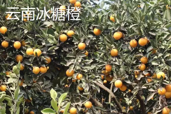橙子著名产地与品质：赣州作为脐橙主产区的辉煌成就插图5