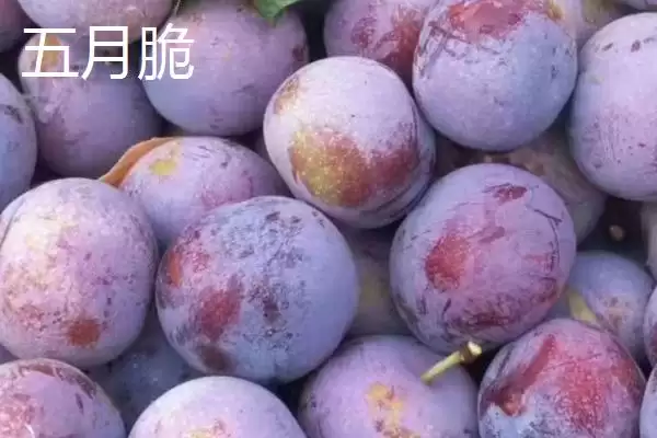 紫翡翠李子的甜度，一般可达到16度左右插图5