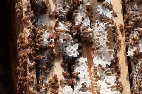 蜜蜂出现枣花蜜中毒情况如何处理，可对蜂群喷洒淡盐水插图3