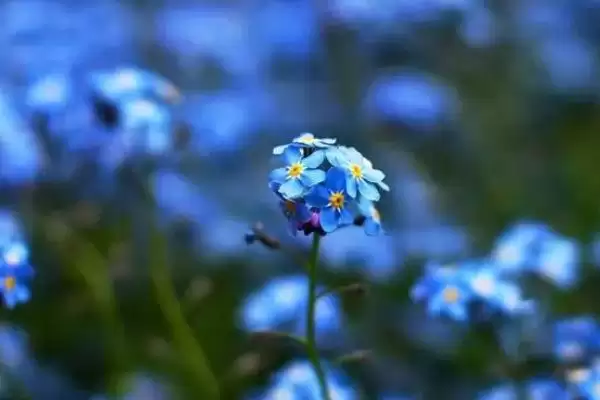 蜜蜂喜欢哪种颜色的花，黄色花朵是它们的最爱插图1