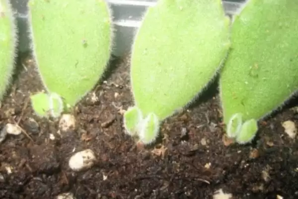 养殖熊童子的方法和重点?养殖熊童子要做好哪些细节?插图7 养殖熊童子的方法和重点?养殖熊童子要做好哪些细节?插图7