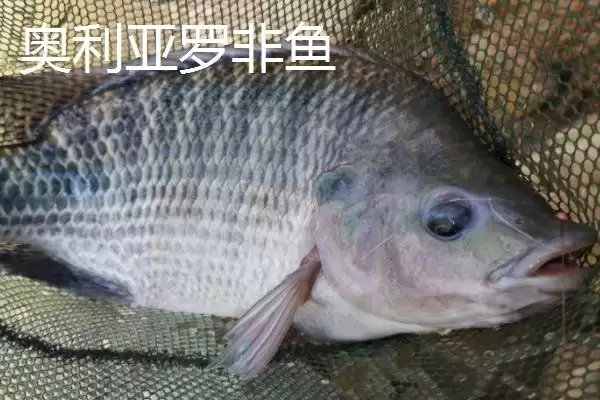 罗非鱼有哪些常见品种 ,罗非鱼的品种多如何培育而来插图5