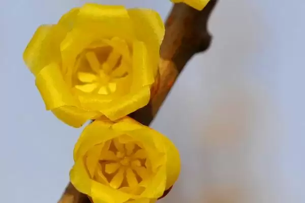 腊梅的花语及属性 ,腊梅有何花语且为何非梅类？插图2