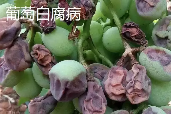 葡萄病虫害防治技术全解：不同病害为害部位的应对策略插图3