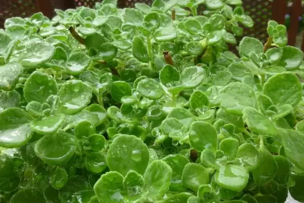 碰碰香开花时间揭秘:夏季开花的美丽时刻插图3 碰碰香开花时间揭秘:夏季开花的美丽时刻插图3