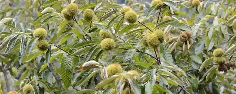锥栗的种植方法，栽种时间一般在二月份-会东网