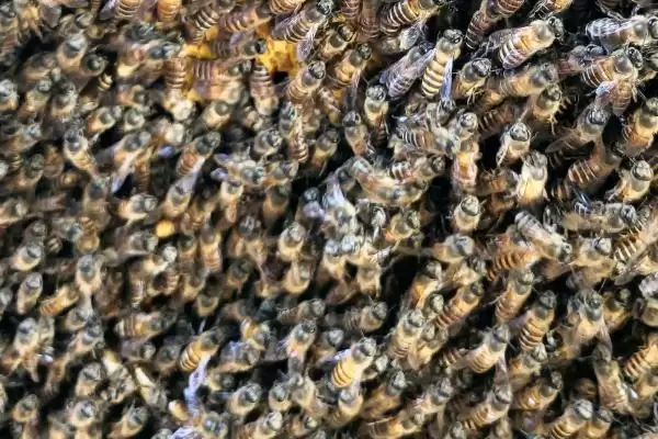 中国常见的蜜蜂有几种，有中华蜜蜂、意大利蜜蜂、东北黑蜂等11种左右插图3