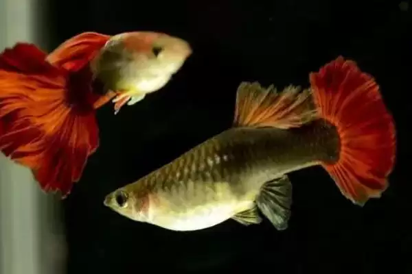 孔雀鱼上浮的原因 ,缺氧和烂鳃病如何导致孔雀鱼上浮？插图3