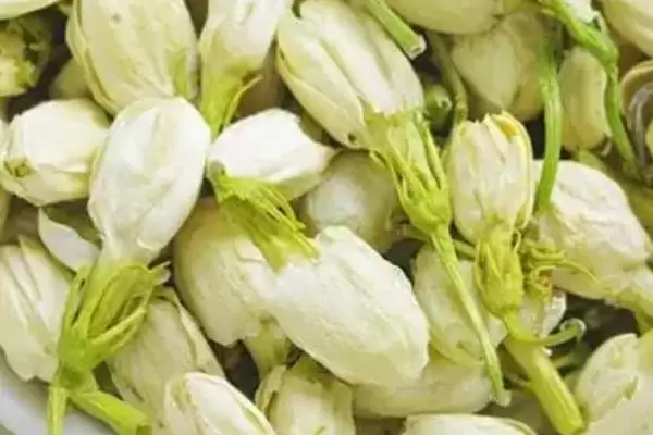 哪里产出的茉莉花茶品质最好呢,广西横县产出的茉莉花茶好且称茉莉之乡插图1