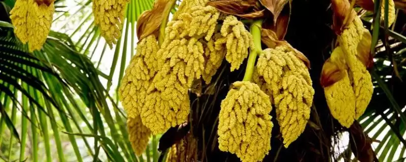 棕树花食用性的要点和依据？判断棕树花能否吃需注意什么？-会东网